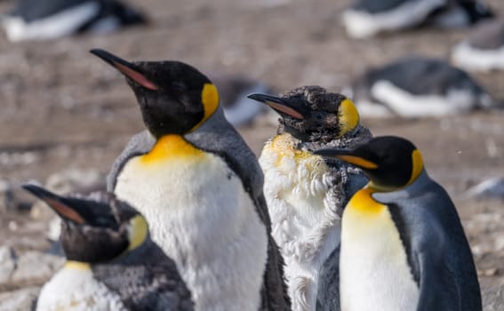 King Penguin juvenile losing its baby or initial feathers and fur among others at Bluff Cove on Falkland Islands