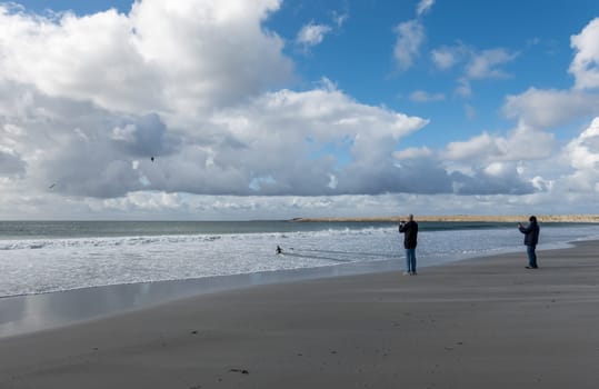 Tourists filming a gentoo penguin walking on beach to sea at Bluff Cove Falkland Islands