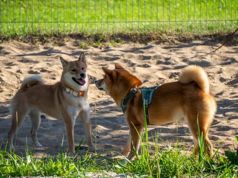 Shiba Inu plays on the dog playground in the park. Cute dog of shiba inu breed walking at nature in summer. walking outside.