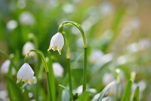 Spring snowflakes flowers. ( leucojum vernum carpaticum) Beautiful blooming flowers in forest with natural colored background.