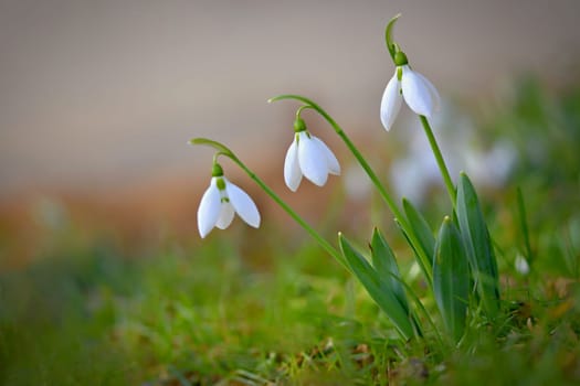 Spring flowers - snowdrops. Beautifully blooming in the grass at sunset. Amaryllidaceae - Galanthus nivalis