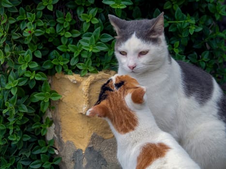 beautiful cats around Malta island. High quality photo