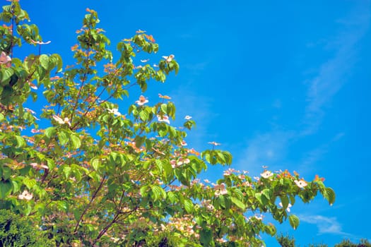 Blossoming tree branches on blue sky background.