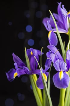 beautiful blooming iris on a black background closeup