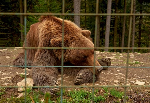 big sad brown bear is lying behind bars