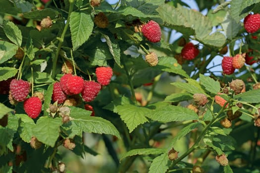 A branch of ripe raspberries in the garden. Red sweet berries grow on a raspberry bush in an orchard.