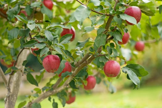 Apple tree branch with several apples, fruits on a summer morning in the garden