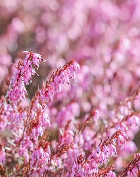Pink Erica carnea flowers, winter Heath, in the garden in early spring. Floral background, botanical concept