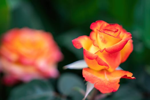 Beautiful Rose and Rosebuds in Rose Garden, Close Up, Selective Focus