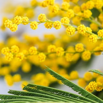 Sprigs of mimosa on a white background. Spring concept. High quality photo