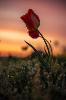 Wild tulip flowers at sunset, natural seasonal background. Multi-colored tulips Tulipa schrenkii in their natural habitat, listed in the Red Book