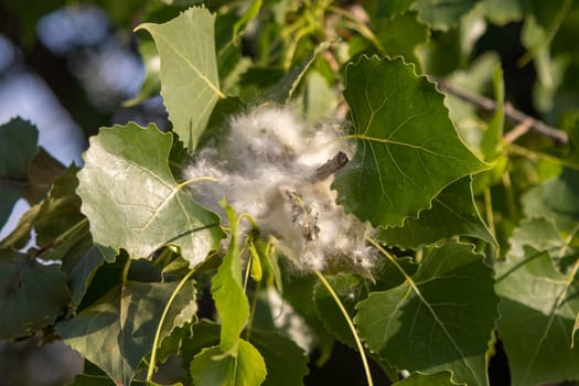 Close up of Nebraska cottonwood tree leafs . High quality photo