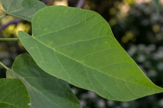 Close up of heart shaped leaf on the tree . High quality photo