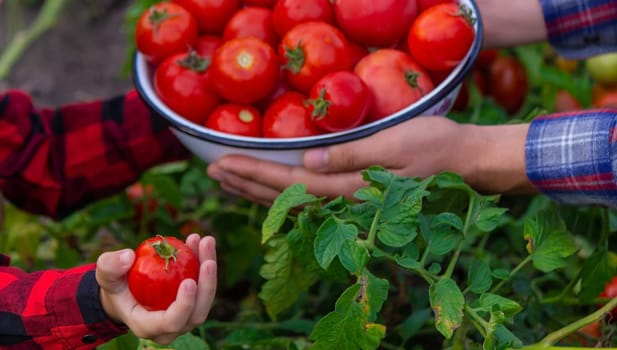 the child is holding a bowl of freshly picked tomatoes. Selective focus