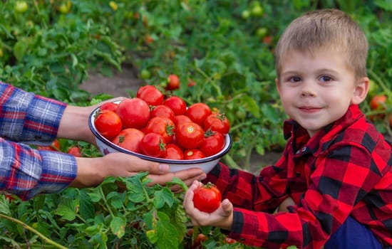 the child is holding a bowl of freshly picked tomatoes. Selective focus