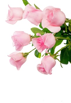 beautiful bouquet of pink rose flowers isolated on white background