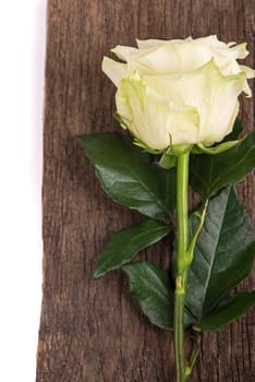 The Prayekrasny white rose covered with drops of Rossa on a brown background