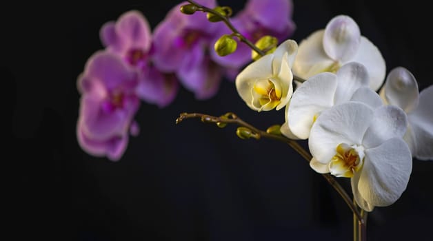 Purple Phalaenopsis orchid flower. Violet Phalaenopsis flowers. Purple flower. Blurry black background.