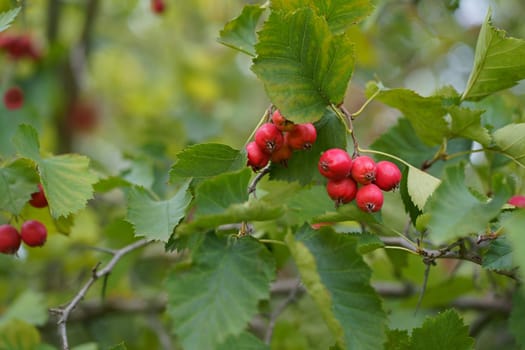 Red fruits of hawthorn Crataegus laevigata, midland hawthorn, English hawthorn, woodland hawthorn, mayflower in autumn in Scotland