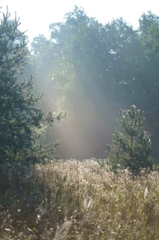 Sun rays penetrate through autumn colored deciduous forest in the fog and cast shadows of the trees