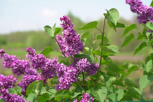 beautiful bushes with lilac flowers in the garden