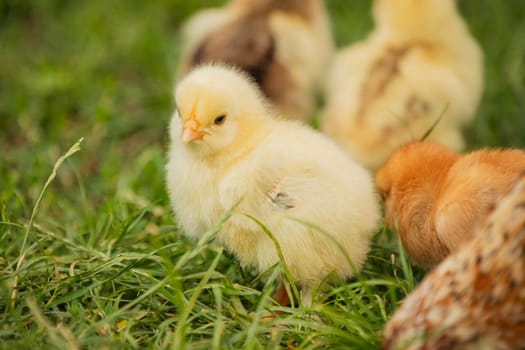 yellow little chickens walk on the grass, close-up