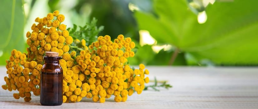 essential oil from the immortelle plant. nature selective focus