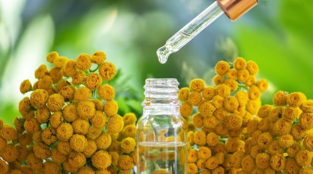 essential oil from the immortelle plant. nature selective focus