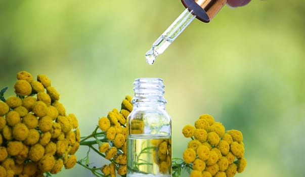essential oil from the immortelle plant. nature selective focus