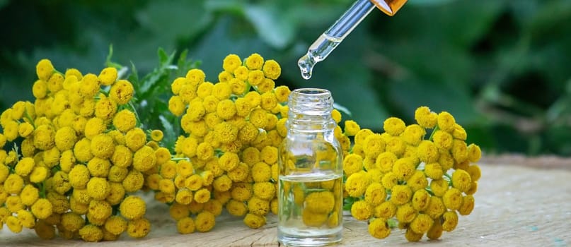 essential oil from the immortelle plant. nature selective focus