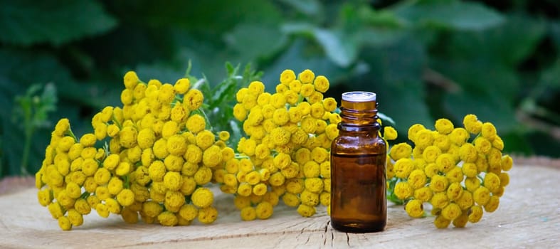 essential oil from the immortelle plant. nature selective focus
