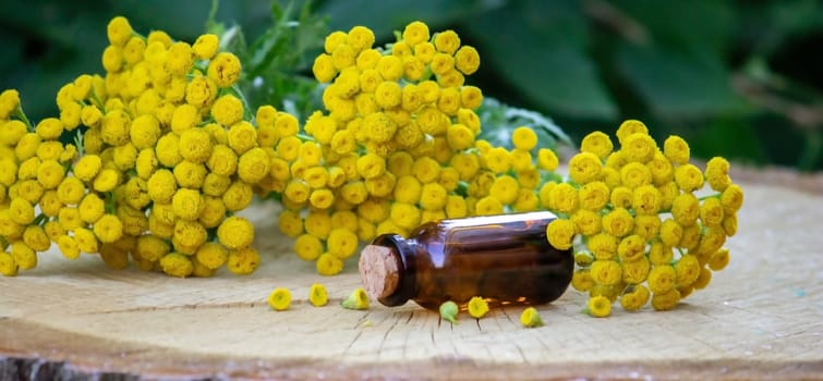 essential oil from the immortelle plant. nature selective focus