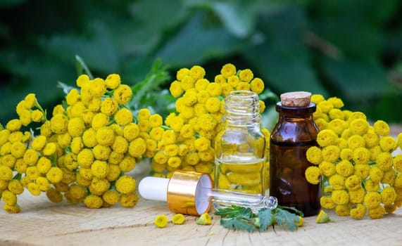 essential oil from the immortelle plant. nature selective focus