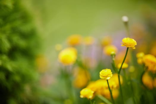 Blooming yellow ranunculus flower in sunny summer day
