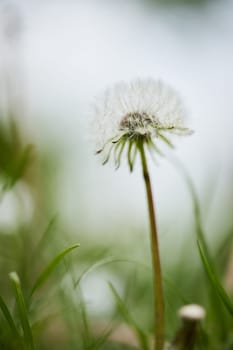 Dandelion with seeds in beautiful nature background. close-up