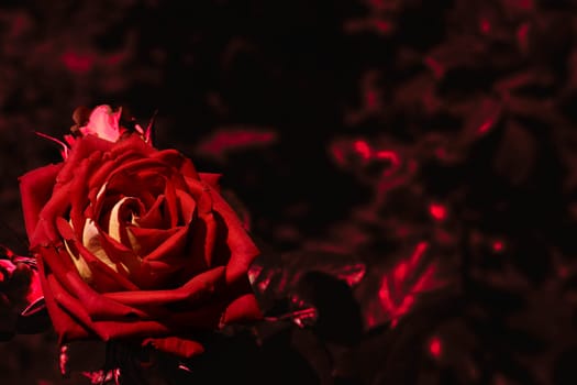 a prickly bush or shrub that typically bears red, pink, yellow, or white fragrant flowers, native to north temperate regions.