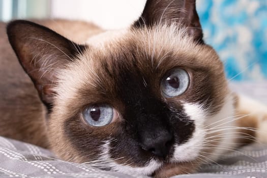 Siamese cat with blue eyes close up portrait