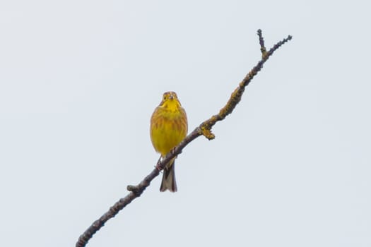 a yellowhammer sits on a branch and enjoys the sun