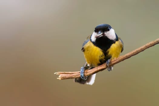 great tit sits on a branch in spring