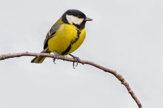 great tit sits on a branch in spring