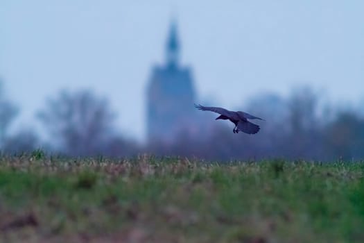 one raven flies over a field