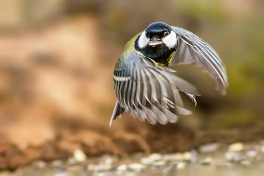 a Great tit start to take off