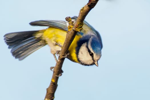 blue tit sits on a branch