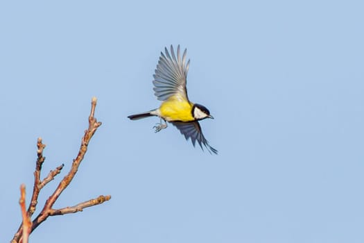 a Great tit start to take off