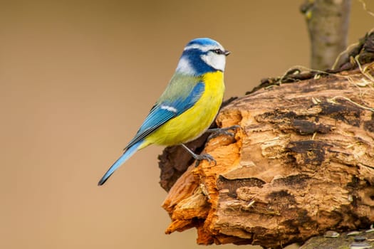 a blue tit looking for food in spring