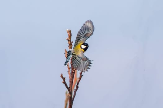 a Great tit start to take off