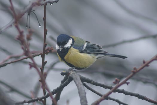 great tit sits on a branch in winter