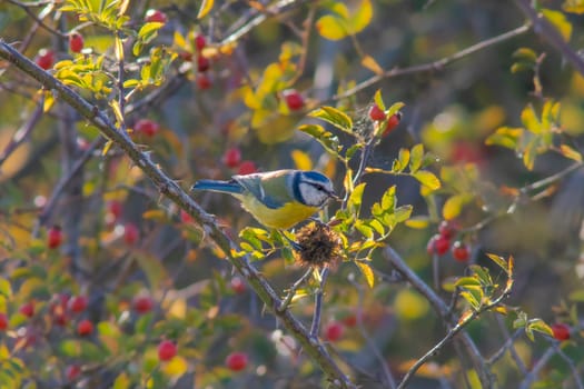 blue tit sitting in a rosehip bush