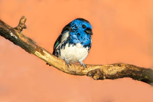 turquoise tanager sits on a branch in the sun