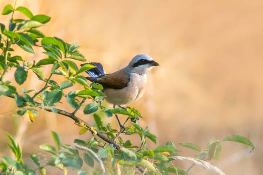 a red-backed shrike sits in a rose bush and looks for prey